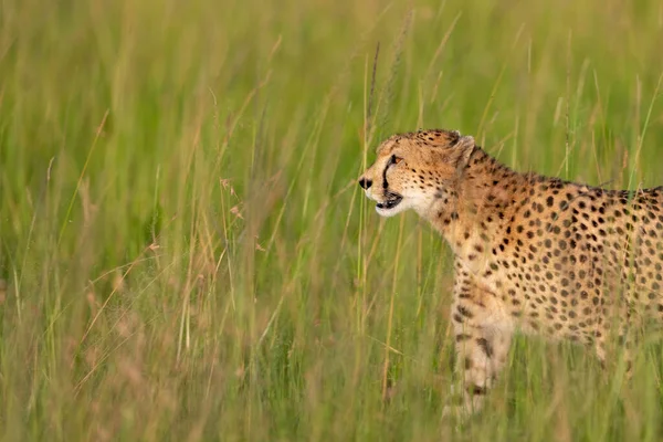 Cheetah Walks Tall Grass — Stock Photo, Image