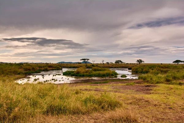 Savannah Panorama Serengeti — ストック写真