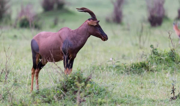 Uma Gazela Topi Savana Queniana Meio Uma Paisagem Gramada — Fotografia de Stock