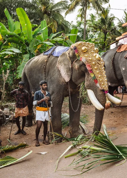 Elefant Beim Tempelfest Varkala Kerala Indien — Stockfoto