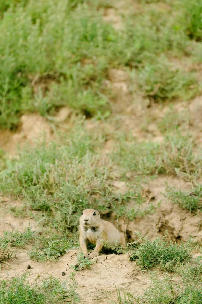 Närbild Präriehund Som Kommer Sin Håla Badlands — Stockfoto