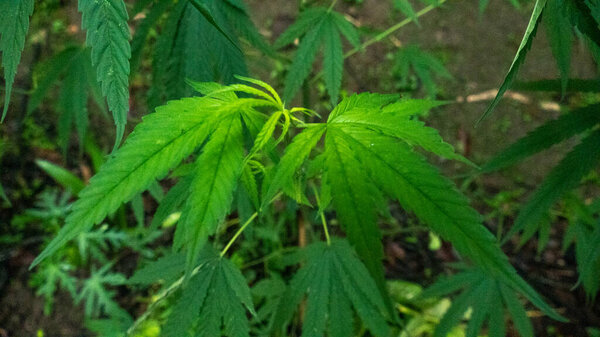 Свежий и зеленый марихуана на дереве среди плантаций
