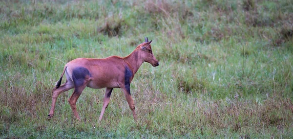 Antílope Topi Pastagem Savana Quênia — Fotografia de Stock