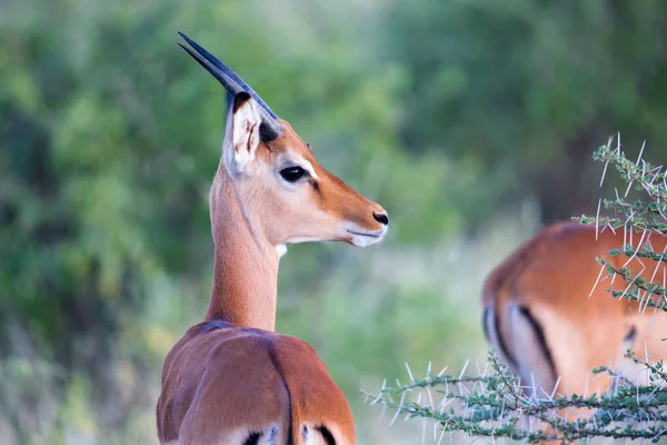 Eine Einheimische Antilopenart Auf Der Wiese — Stockfoto