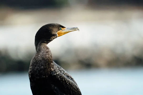 Retrato Cerca Cormorán Doble Cresta Sonido Puget — Foto de Stock