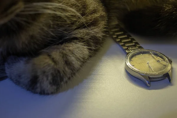 断了的腕表 玻璃破碎了 手镯也坏了 旁边是一只猫 — 图库照片