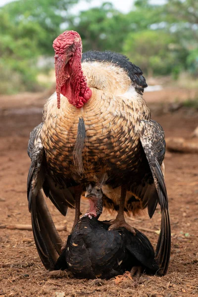 Turkey Mating Farm Cuba — Stock Photo, Image