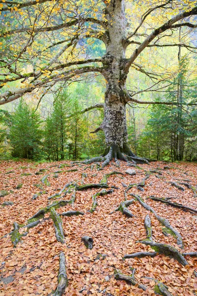 Najaarsbos Het Nationaal Park Ordesa Valley Pyreneeën Spanje — Stockfoto