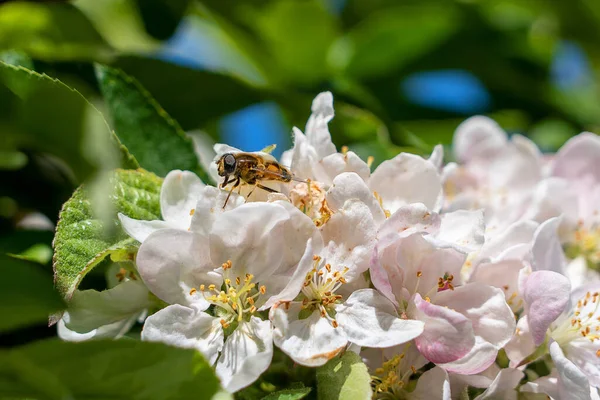 Західні Медоносні Бджоли Збирають Пилок Навесні Квітці Яблуні Краба — стокове фото
