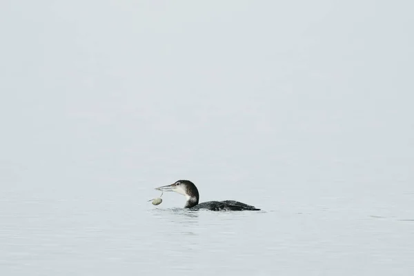 Common Loon Eating Crab Puget Sound Washington State — Fotografia de Stock