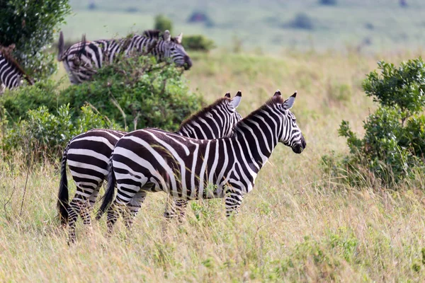 Famille Zebra Broute Dans Savane Proximité Autres Animaux — Photo