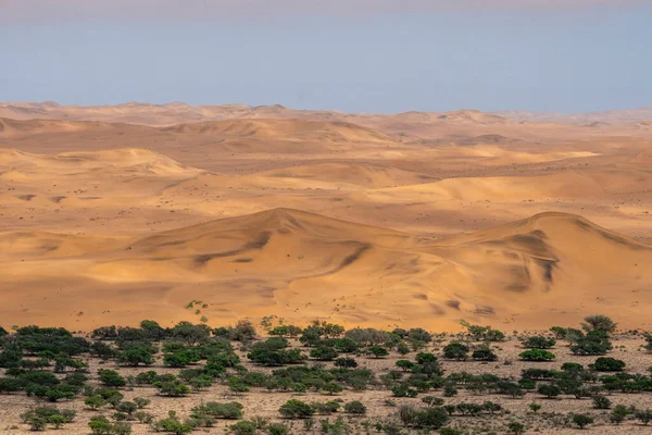 Bosque Abetos Con Las Dunas Del Desierto Namibio Fondo —  Fotos de Stock