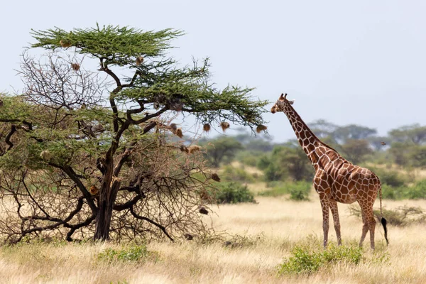 Una Giraffa Somala Mangia Foglie Acacia — Foto Stock