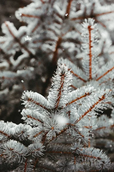 Fir Tree Branches Close View — Stock Photo, Image