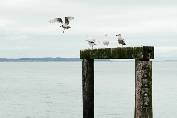 Seattle Yakınlarında Puget Sound Bir Kütük Yığını Üzerinde Küçük Bir — Stok fotoğraf