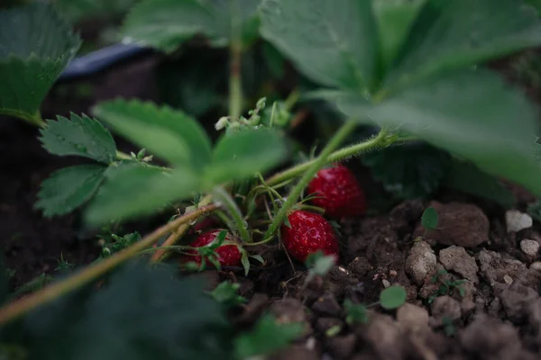 Fragola Matura Fresca Con Foglie Fattoria — Foto Stock