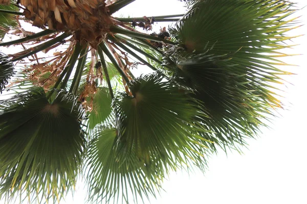 Exotické Palmy Větvemi Obloze Horní Textura Palmových Listů — Stock fotografie