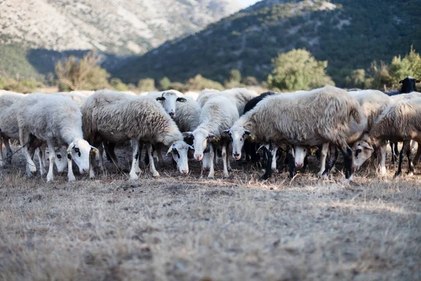 Rebaño Ovejas Las Montañas Creta Grecia — Foto de Stock