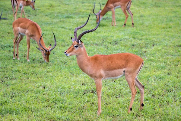 Eine Impala Familie Auf Einer Graslandschaft Der Kenianischen Savanne — Stockfoto