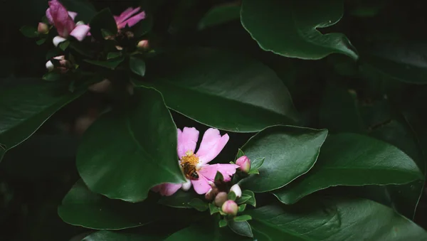 Arıları Doğal Arkaplanda Sakla — Stok fotoğraf