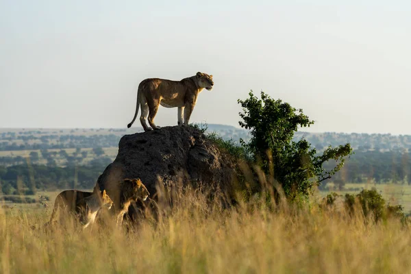 Primera Hora Mañana Grupo Leones Observa Los Alrededores — Foto de Stock