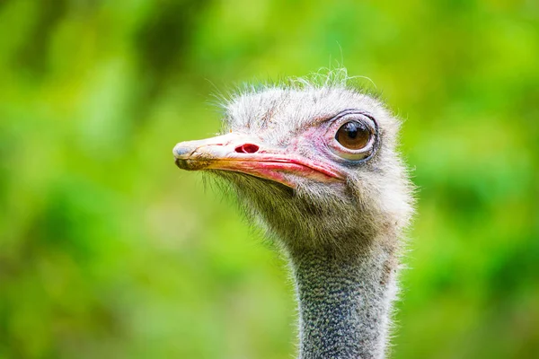 Isto Retrato Avestruz Rosto Avestruz Agradável Olhando Para Cam — Fotografia de Stock