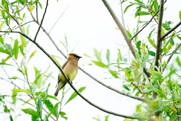 Pasăre Mică Ramura Copacului — Fotografie, imagine de stoc