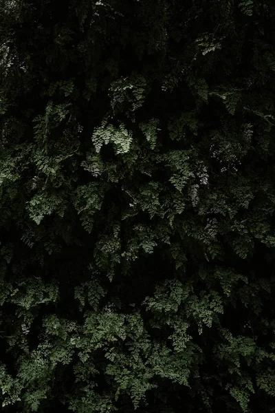 在森林中生长的绿色植物 — 图库照片