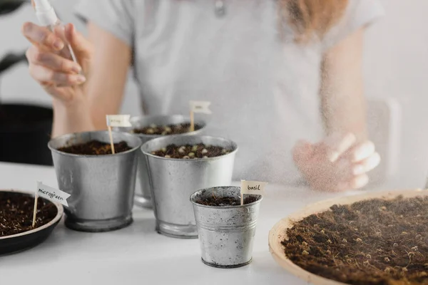 A girl is spraying microgreen sprouts from a spray bottle. young shoots, super food. Growing home microgreens, gardening indoor.