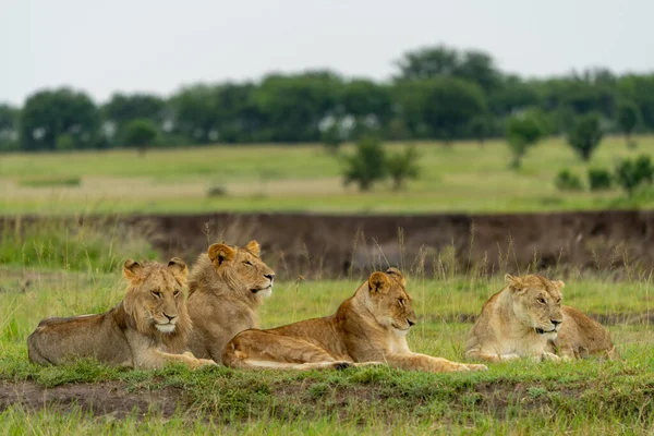 Een Groep Jonge Leeuwen Rust Open Terrein — Stockfoto