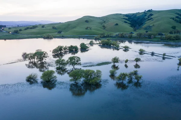 Flooded Tree Green Cali Hillside Dusk Aerial — Stock Photo, Image