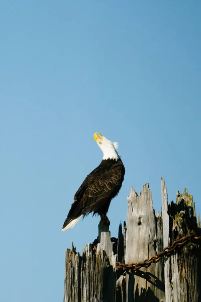 成年秃鹰的肖像 — 图库照片