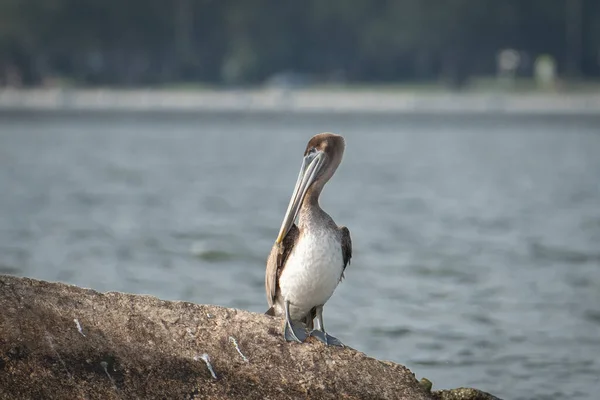 Coy Brown Pelican Resting Tampa Bay — ストック写真