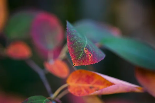 Barevné Listy Juneberry Berlínské Zahradě Podzim — Stock fotografie
