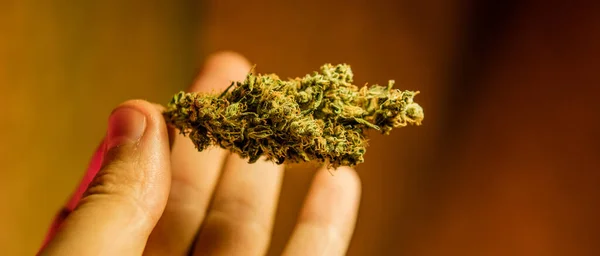 Tıbbi Marihuana Dünyadaki Marihuananın Yasallaştırılması — Stok fotoğraf