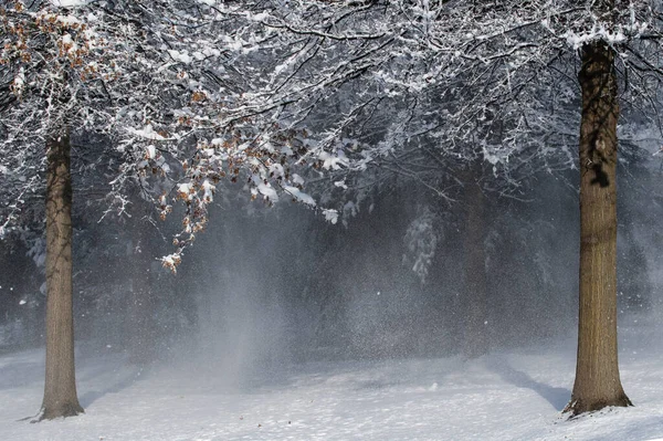 Frozen Trees and Snowy Winter Scene in Rural Pennsylvania