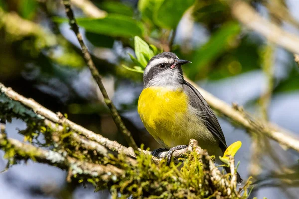 Schöner Und Farbenfroher Gelber Tropischer Vogel Auf Grünem Zweig Des — Stockfoto