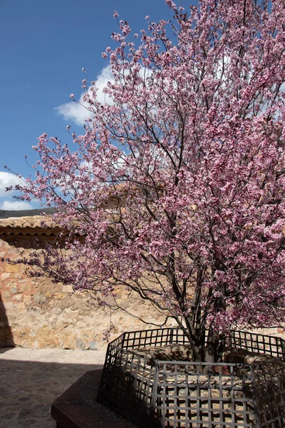 Beautiful Almond Tree Bloom Blue Sky — Stock Photo, Image