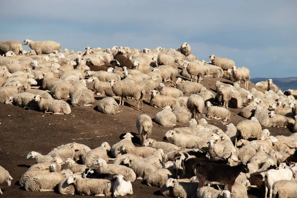 Herd Sheep Hillside Waiting Sheared — Foto de Stock