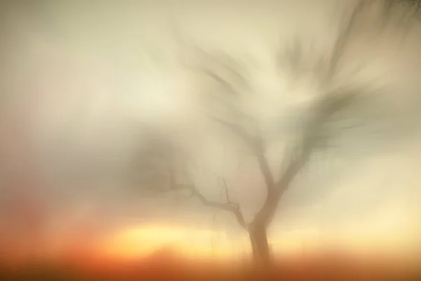 Krajina Inspirovaná Obrazy Williama Turnera Podsvícený Suchý Strom Sierra Guadarrama — Stock fotografie