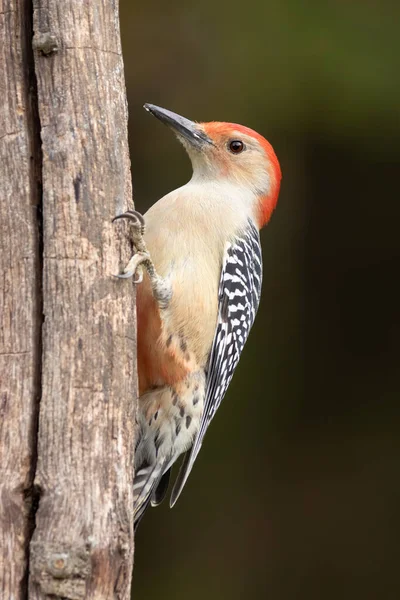 Kırmızı Karınlı Bir Ağaçkakan Ağaca Yapıştı — Stok fotoğraf