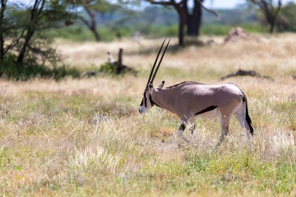 Famiglia Oryx Trova Nel Pascolo Circondato Erba Verde Arbusti — Foto Stock