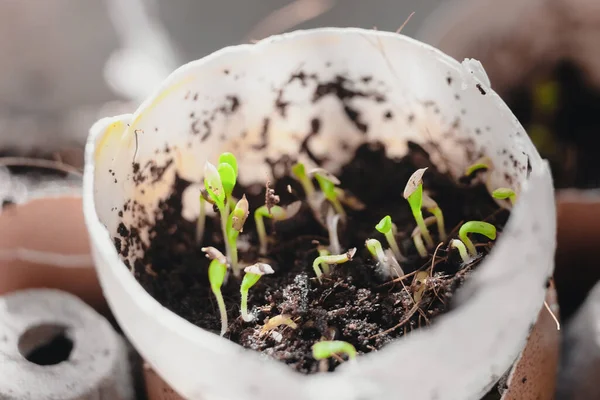Jardinage Urbain Cultiver Des Légumes Maison Basilic Baby Plants Super — Photo
