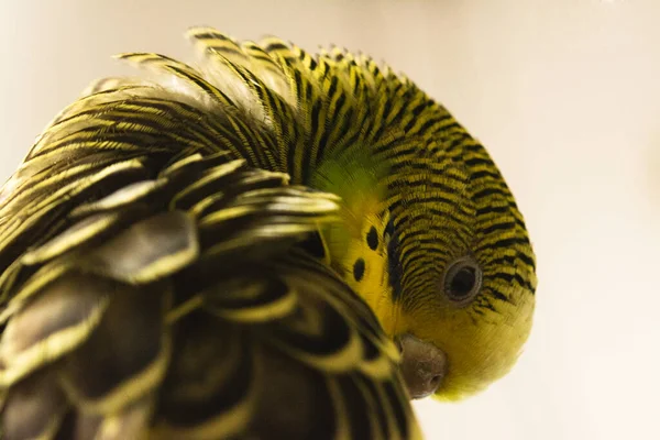 Güzel Kuş Sarı Bir Muhabbet Kuşu Fibonacci — Stok fotoğraf