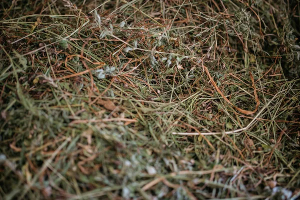 Details Colorful Grass Closeup — Fotografia de Stock