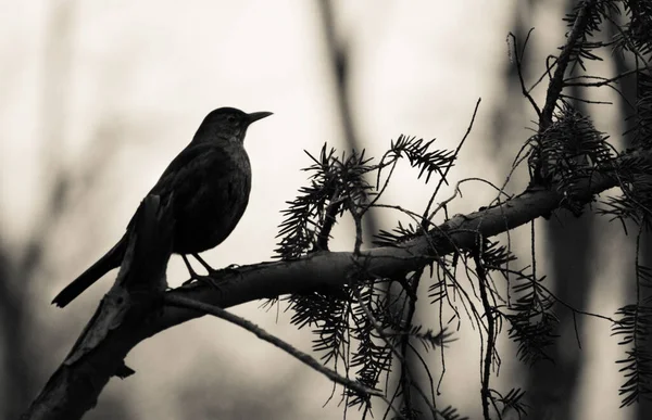 布加勒斯特树枝上的黑鸟 — 图库照片