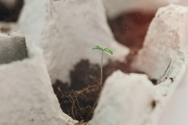 Small Plats Growing Carton Chicken Egg Box Black Soil Break — Stock Photo, Image