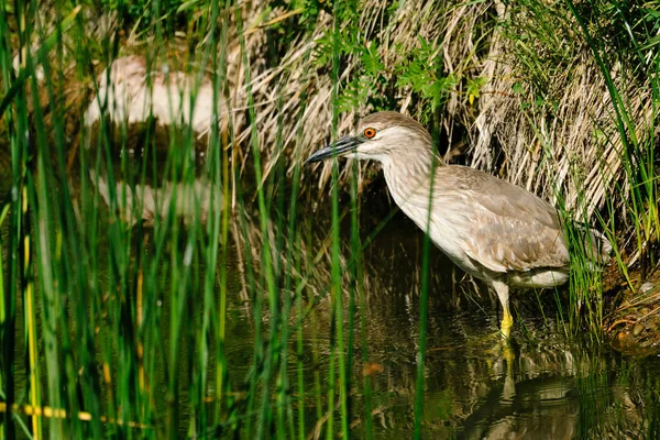 Vida Silvestre Concepto Naturaleza Disparo — Foto de Stock