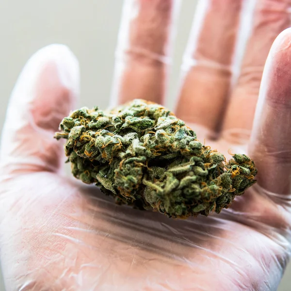 Überprüfung Frischer Marihuana Knospen Männlichen Händen — Stockfoto