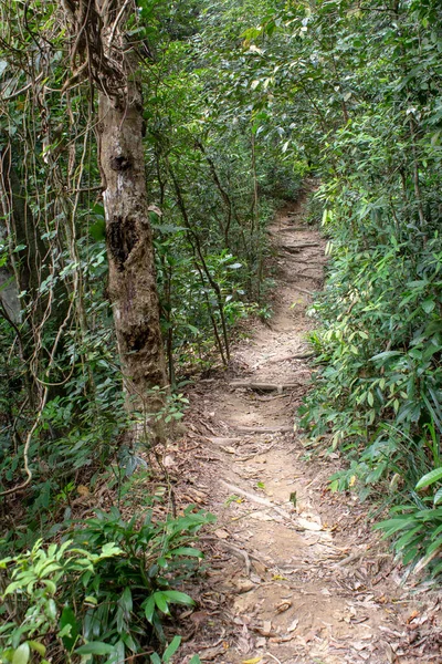 里约热内卢Tijuca森林横贯加勒比小径的通道 — 图库照片